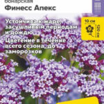 Цветы одн. Вербена "Финесс Апекс бонарская" 5шт СА