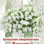 Цветы одн. Броваллия "Невеста" американская 0,1г ЕС