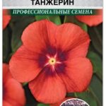 Цветы ком. Катарантус "Тату Танжерин розовый" 5 шт ЕС