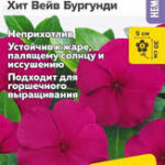 Цветы ком. Катарантус "Хит Вейв Бургунди" 5шт СА