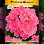 Цветы одн. Вербена "Розовый камень Кварц ХР" гибридная 5шт ЕС