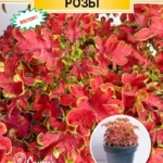 Цветы одн. Колеус "Расписные Кружева Розы" 10 шт ЕС