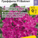 Цветы одн. Пентас "Граффити Вайлет F1" ланцетовидный 3шт СА