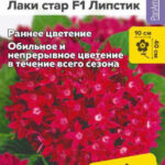 Цветы одн. Пентас "Лаки Стар F1 Липстик" ланцетолистный 3шт СА