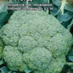 Капуста брокколи "Лорд F1" 10шт Гавриш
