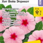 Цветы ком. Катарантус "Хит Вейв Эприкот" 5шт СА