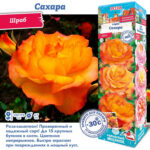 Роза "Сахара" (Шраб)