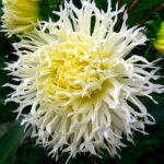 Георгина "Цуки Йори Но Шиша" бахромчатая