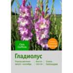 Гладиолус "Сера Корфинио"	, в упаковке 8 шт., цена за 1 шт.