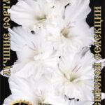 Гладиолус "Сибирь 500" Фотин 2 р-р, в упаковке 7 шт., цена за 1 шт.