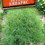 Цветы одн. Кохия "Летний Кипарис" 0,3г Аэлита
