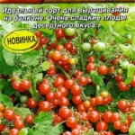 Томат "Сахарная гроздь" 20шт Аэлита