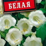 Цветы одн. Кобея "Белая" 0,45г Аэлита