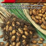 Чуфа "Земляной орех" 5шт Аэлита