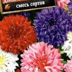 Цветы одн. Василек "Брусничный Джем" 0,3г смесь Аэлита