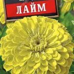 Цветы одн. Цинния "Лайм" изящная 0,3г Аэлита