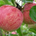СЯ Яблоня "Коричное полосатое" полукарлик Садовита