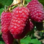 СЯ Малина "Лячка" крупноплодная