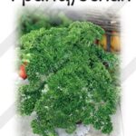 П Петрушка "Французская" 2г Аэлита