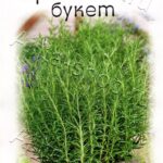 П Розмарин "Ароматный Букет" 15шт Аэлита 