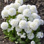Примула "Альба" мелкозубчатая