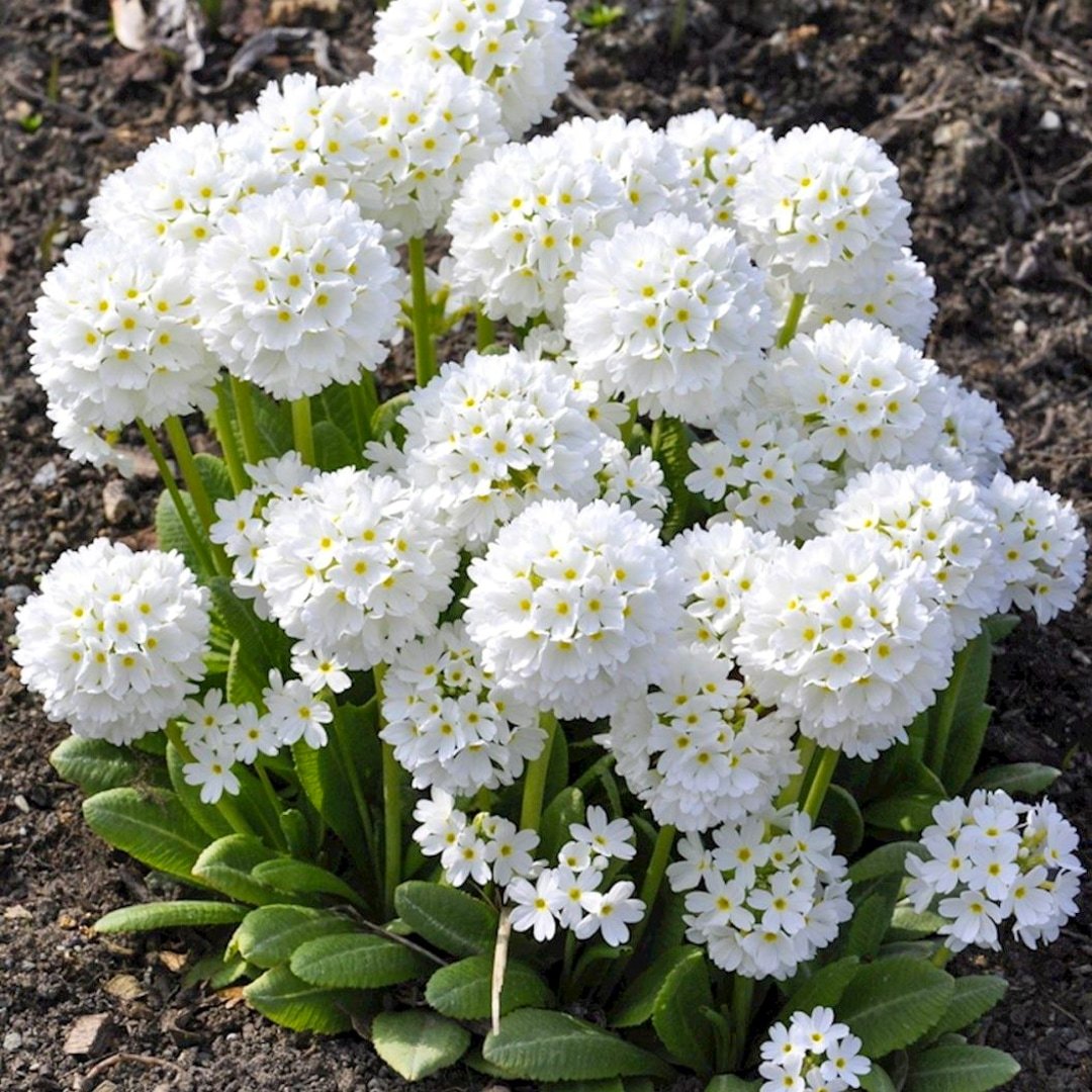 white-primula-belaya-kupit Примула "Альба" мелкозубчатая — изображение 1