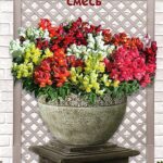 Цветы одн. Львиный зев "Самобытный танец" смесь 0,1г ЕС