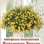 Цветы одн. Тимофилла "Падающая звезда" 0,03г ЕС
