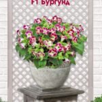 Цветы одн. Торения "Маленький поцелуй. Бургунд F1" 3шт ЕС