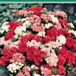 Цветы одн. Флокс "Улыбка Лета" смесь 10шт ЕС