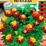 Цветы одн. Бархатцы "Супер Герой Непоседа" 15шт ЕС