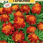 Цветы одн. Бархатцы "Супер герой гармония" 15шт ЕС