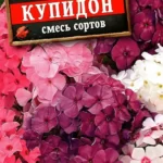 Цветы мн. Флокс "Купидон" 0,1г Аэлита