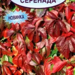 Цветы мн. Девичий Виноград "Серенада" Аэлита
