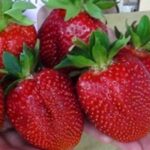 СЯ Земляника садовая "Нанди" 10 шт., цена за упаковку
