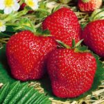 СЯ Земляника садовая "Арианна" 10 шт., цена за упаковку