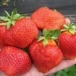 СЯ Земляника садовая "Джоли" 5 шт., цена за упаковку