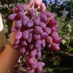 СЯ Виноград "Аметистовый" сверхранний