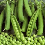 Горох "Беркут" 5г ТГ