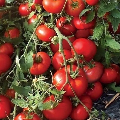 Томат "Монгольский Карлик" 10 шт. ТГ