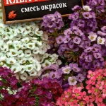 Цветы одн. Алиссум "Клеа кристал" смесь сортов 4шт Аэлита