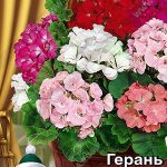 Цветы ком. Герань "Легенда F2" 5шт Аэлита