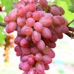 СЯ Виноград "Минский розовый"