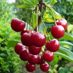 СЯ Вишня "Маяк" обыкновенная (саженец с этикеткой) СС