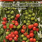 Томат "Ампельный (черри красный)" 10шт Аэлита 