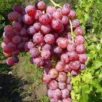 СЯ Виноград "Флейм Сидлиз" кишмиш