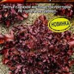 Салат "Оленьи рога красный" 0,1г Аэлита