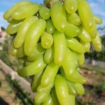 СЯ Виноград "Ламбарджини" кишмиш