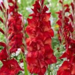 Гладиолус "Амига", в упаковке 10 шт., цена за 1 шт.