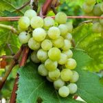 СЯ Виноград "Велдзе" очень ранний